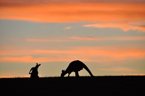sunset nature silhouette wildlife australia melbourne kangaroo cardinia