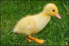 Yellow Duck - 0281a
