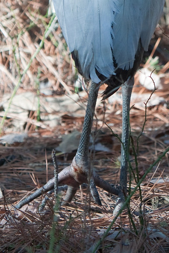 people birds maryland places saintmarys stork storks woodstork taxonomy pointlookoutsp