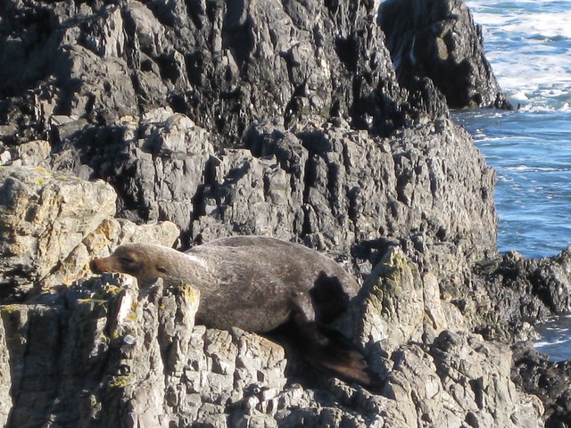 Sinclair Head Fur Seal