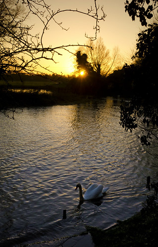 uk sunset bird mill river swan twilight great houghton ouse cambridgeshire