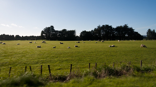 newzealand vacation grass sign fence honeymoon driving sheep pasture lounging