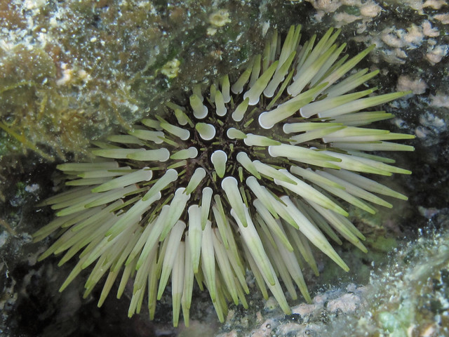 Echinometra mathaei, Waiopae Tide Pools, Hawaii County, Hawaii 1