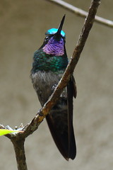 Purple-throated Mountain Gem male