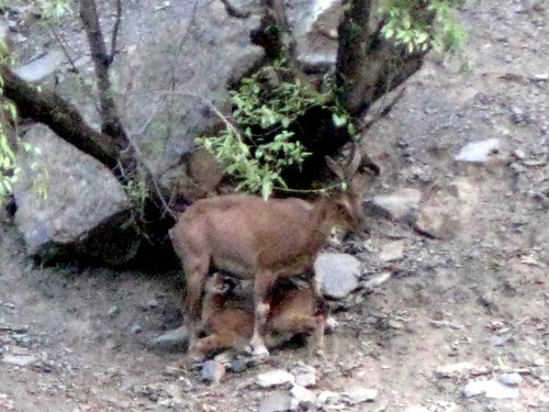 animals wildlife markhor chitral