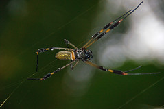 Golden Orb Weaver Spider - Costa Rica