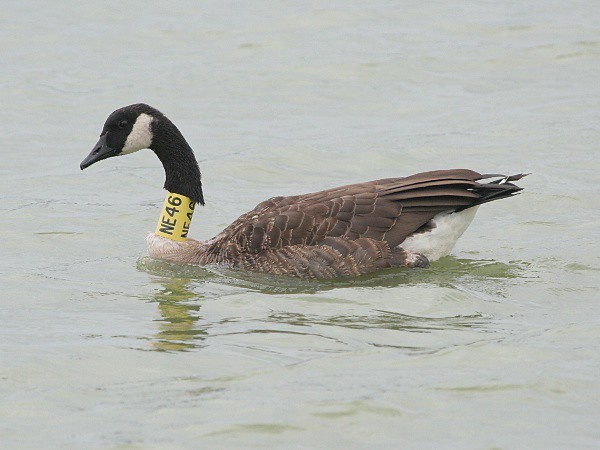 Photograph titled 'Canada Goose'
