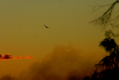 sunset bird aircraft nsw 2010