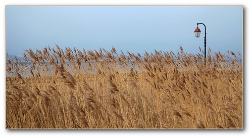 normandie honfleur jetée février herbes 2011 réverbère