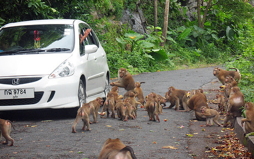 Monkeys at Monkey Hill, Phuket