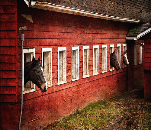 ranch horses horse texture barn farm textures galope distressedjewell