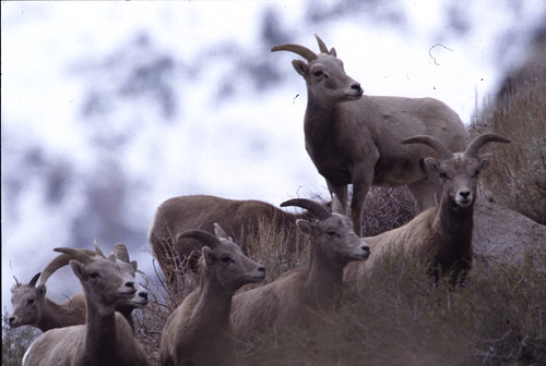 Bighorn Sheep, Sierra Nevada 