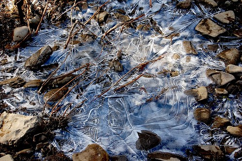 trees creek stream upstatenewyork newyorkstate schenevus otsegocounty townofmaryland edbrodzinsky schenevuscreek