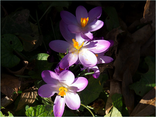 italy primavera canon italia natura verona fiori inverno colori luce collina veneto zafferano crocusvernus canonpowershotg12