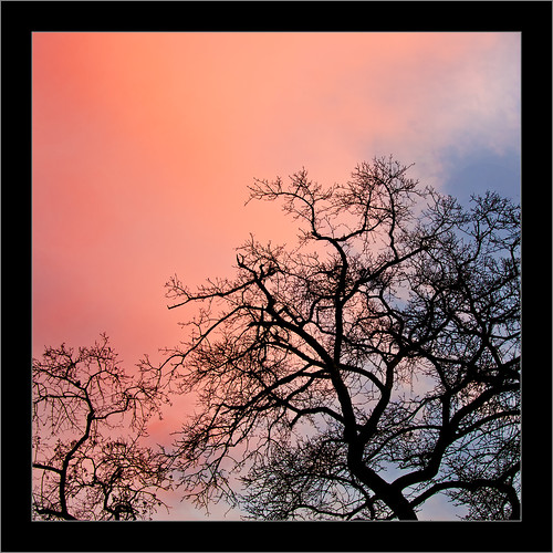 sunset clouds oak olympus 50200mm zuiko e5 zd project36524 treeparts