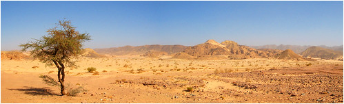 tree warm desert egypt dry baum acacia sinai akazie ägypten wüste