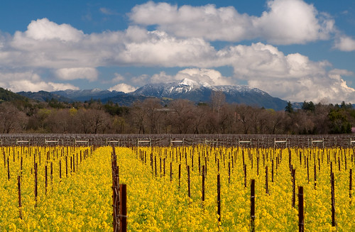 california mountain snow vineyard vines wine healdsburg