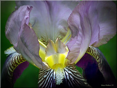 Flower - Iris (2D)