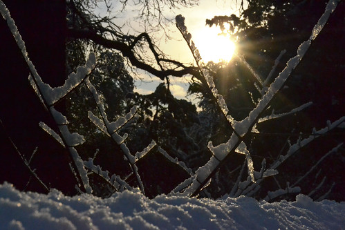 sun snow sunrise soleil marseille nikon neige paysage arbre matin aube d3100 d3100nikon