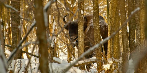 poland wildanimal bison animali polonia foresta europeanbison bisonte veterinarifotografi