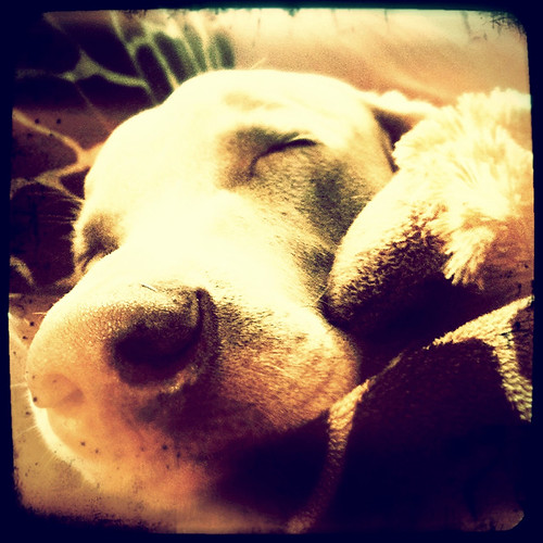 camera dog cute love film girl square lens friend sweet sleep dream weimaraner cuddly kawaii float chunky snuggly weim mukha thelittledoglaughed iphonography hipstamatic