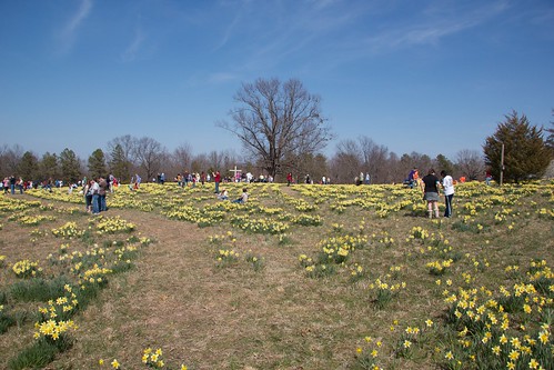 flower field cross daffodil arkansas wye wyemountain daffodilfestval