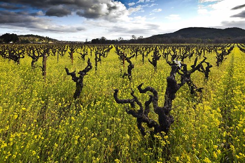 california clouds vineyard drycreek vines wine mustard sonomacounty winecountry lightroom drycreekvalley canontse17mmf4l