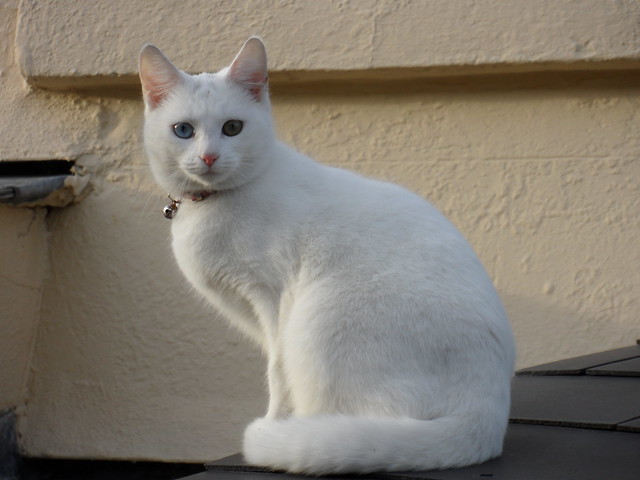 White Cat (120118) (WB600)