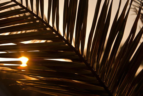 sunset nature georgia palm palmtree albany palmleaves doughertycounty thesussman sonyalphadslra200 project36612011