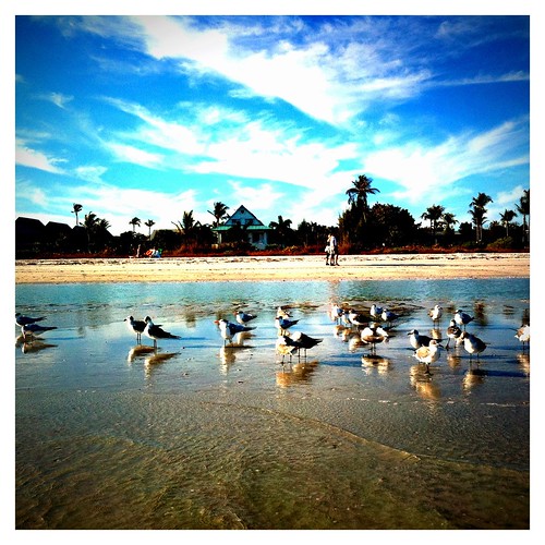 ocean blue seagulls bird beach birds clouds reflections sand feathers iphone bestcamera iphoneography