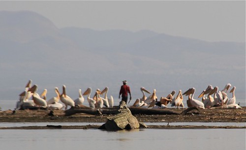lake bird nature animal landscape lac pelican crocodile ethiopia sar alam chamo hayk sekitar nechi