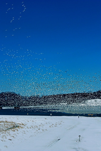 geese birdsinflight migration frozenlake snowgeese tundraswans montourpreserve