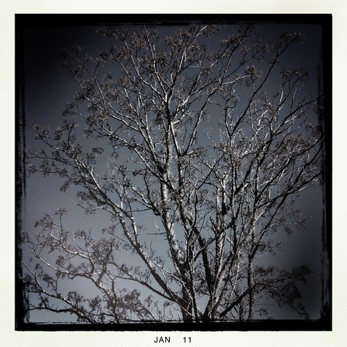 tree chinaberry hipstamatic