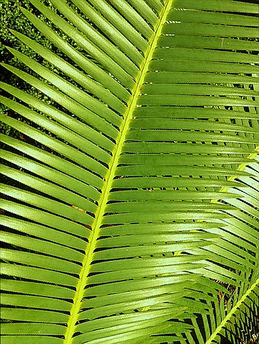 wallpaper green palm frond fractal riverbanks mryeatts