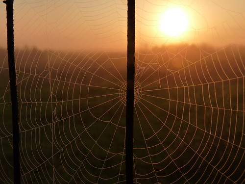 mist fog sunrise fence rust spiderweb dew gainesvilleflorida alachuacounty paynesprairiepreserve 20100602