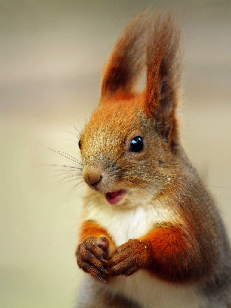Red Squirrel Week  Flickr Blog