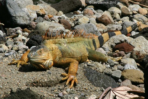 costarica lizard arenal greeniguana volcanolodge lpjc