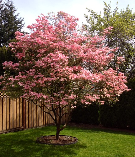 Pink dogwood tree