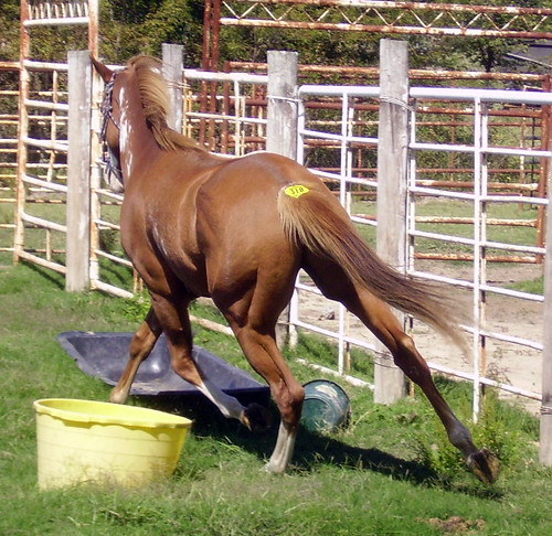 horses animals 2010