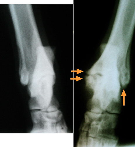 xray bones tibia ankle hock fibula radiograph calcaneus metatarsal tarsal