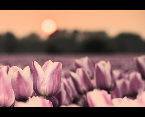 flowers sunset sun holland netherlands dutch nederland tulip bloem tulp