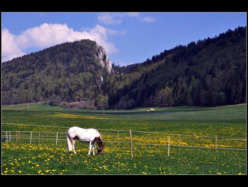 nature cheval paysage campagne mygearandme mygearandmepremium