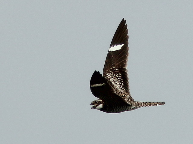 Common Nighthawk 20110427