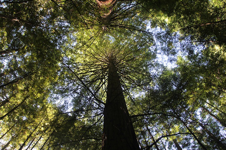 Redwoods in Rotorua, New Zealand I @SatuVW I Destination Unknown