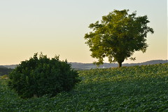 Le buisson et l-arbre - Photo of Brie-sous-Chalais