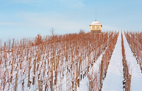 snow germany vineyard wine mosel