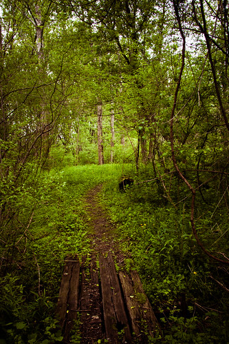 ontario canada green leaves spring footbridge path conservationarea wheatley dailyshoot