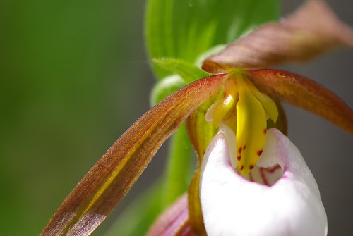 brown orchid bc ladyslipper wildflowercanada