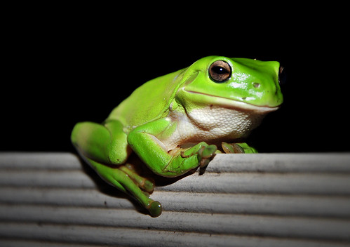 Picasso the Green Tree Frog