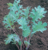Photo: Russian Red Kale